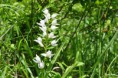 /album/orchidees/cephalentera-longifolia-jpg/